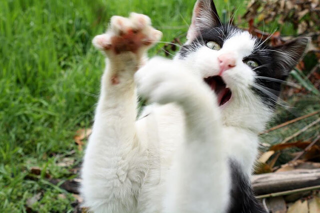 爱游戏在线-绝境王牌，郑思维15-1惊天逆转，中国队3-0碾压韩国挺进决赛