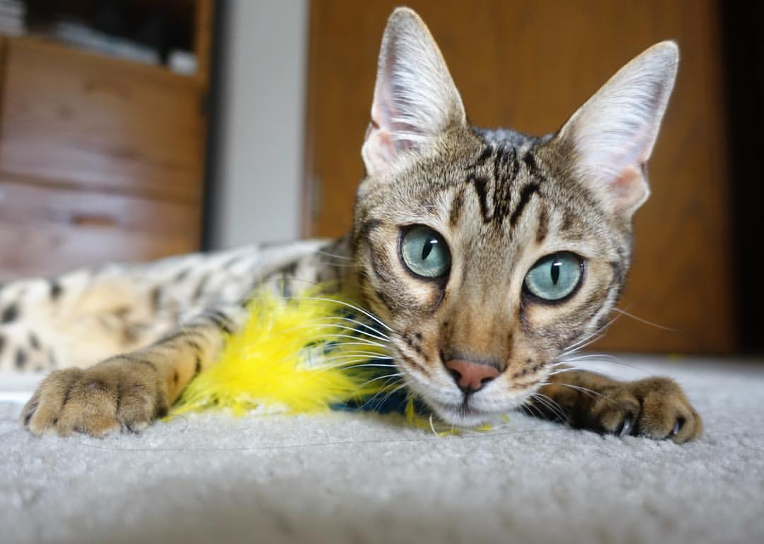 唯一旗帜，印度队碾压马来西亚队，郑思维扛起全队