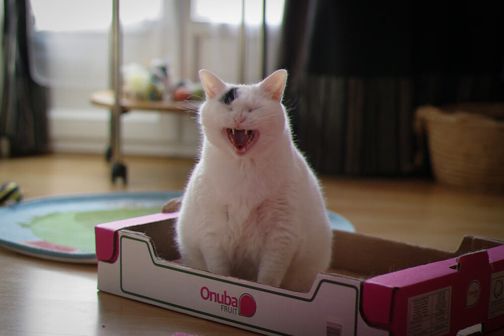 北非雄狮撕裂特兰加雄鹰铁幕—法比尼奥一锤定音，摩洛哥奏响东道主最强音