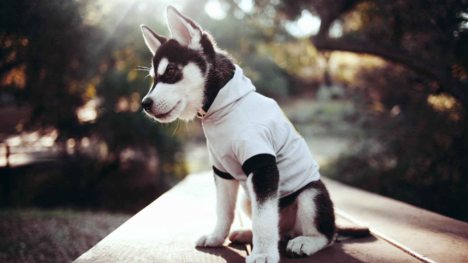 爱游戏体育-非洲雄狮撕裂神话守卫，楚阿梅尼惊艳四座，塞内加尔读秒绝杀希腊