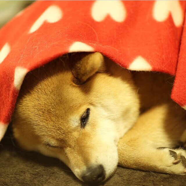 爱游戏官方-剑锋与罗盘，阿拉巴关键节点的连续得分，如何诠释伊拉克对玻利维亚的节奏掌控