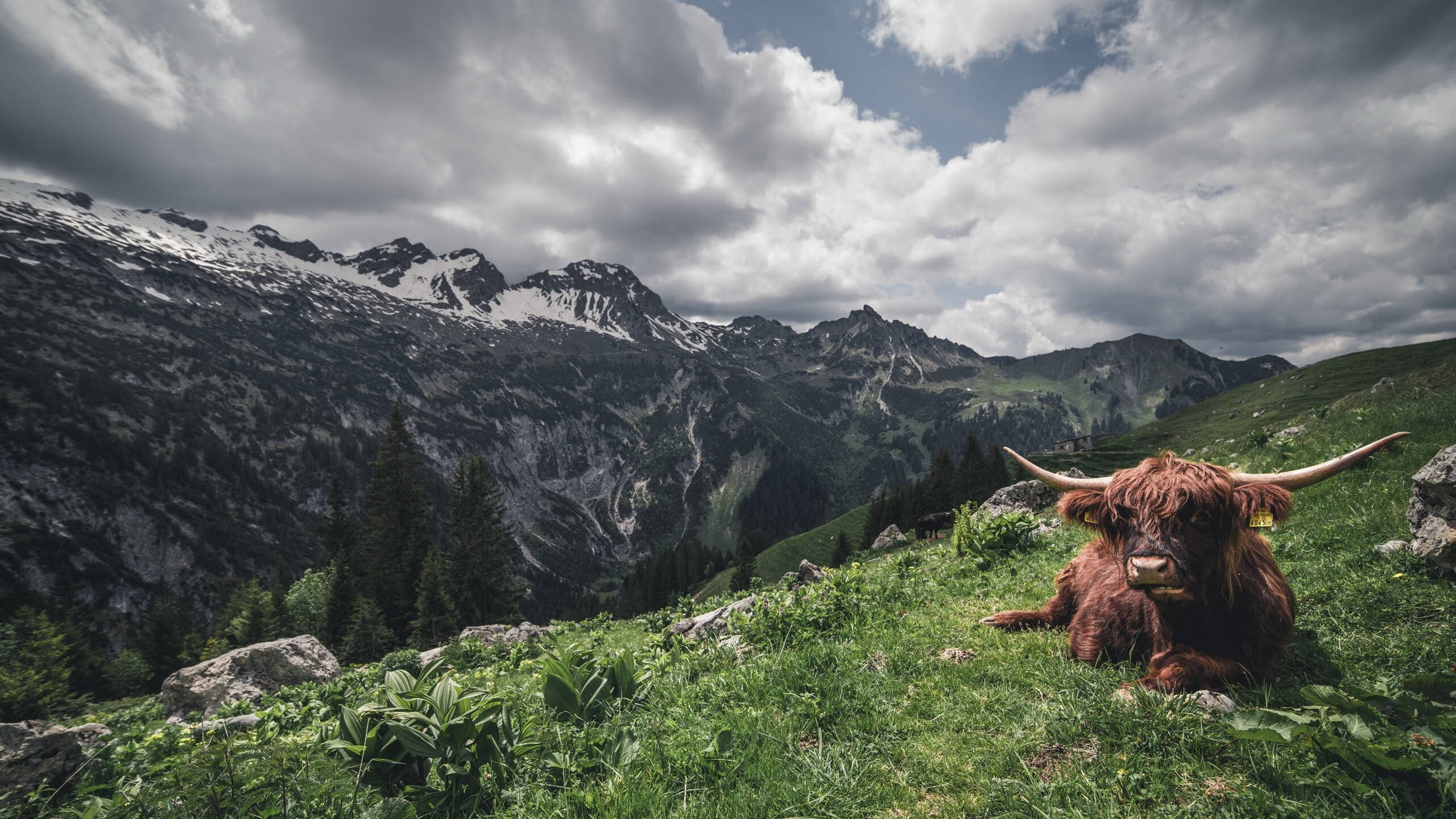 鹈鹕血战密尔沃基，英格拉姆的封神之夜