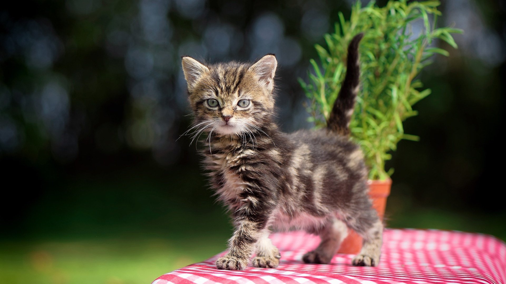 闪电破局与断魂三连击，基耶萨的锋芒对决比利亚雷亚尔的终结艺术