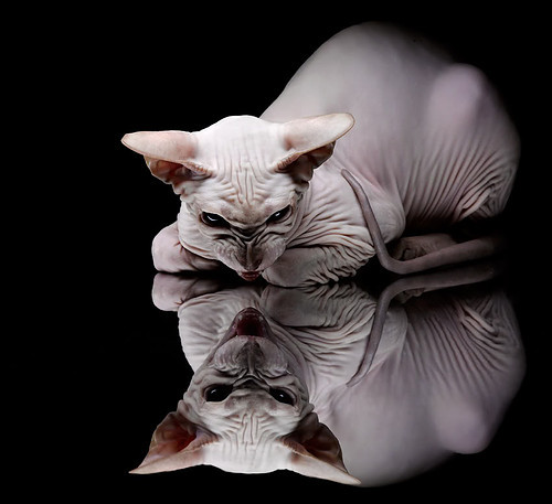 从后防铁闸到制胜奇兵，楚阿梅尼一记头槌改写美洲杯战局