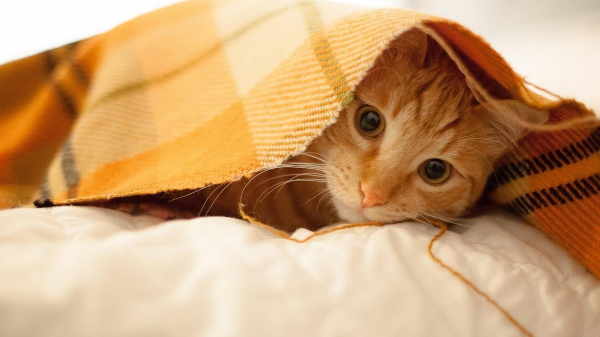 广厦队强势拿下猛龙，杰伦格林诠释何为末节之王