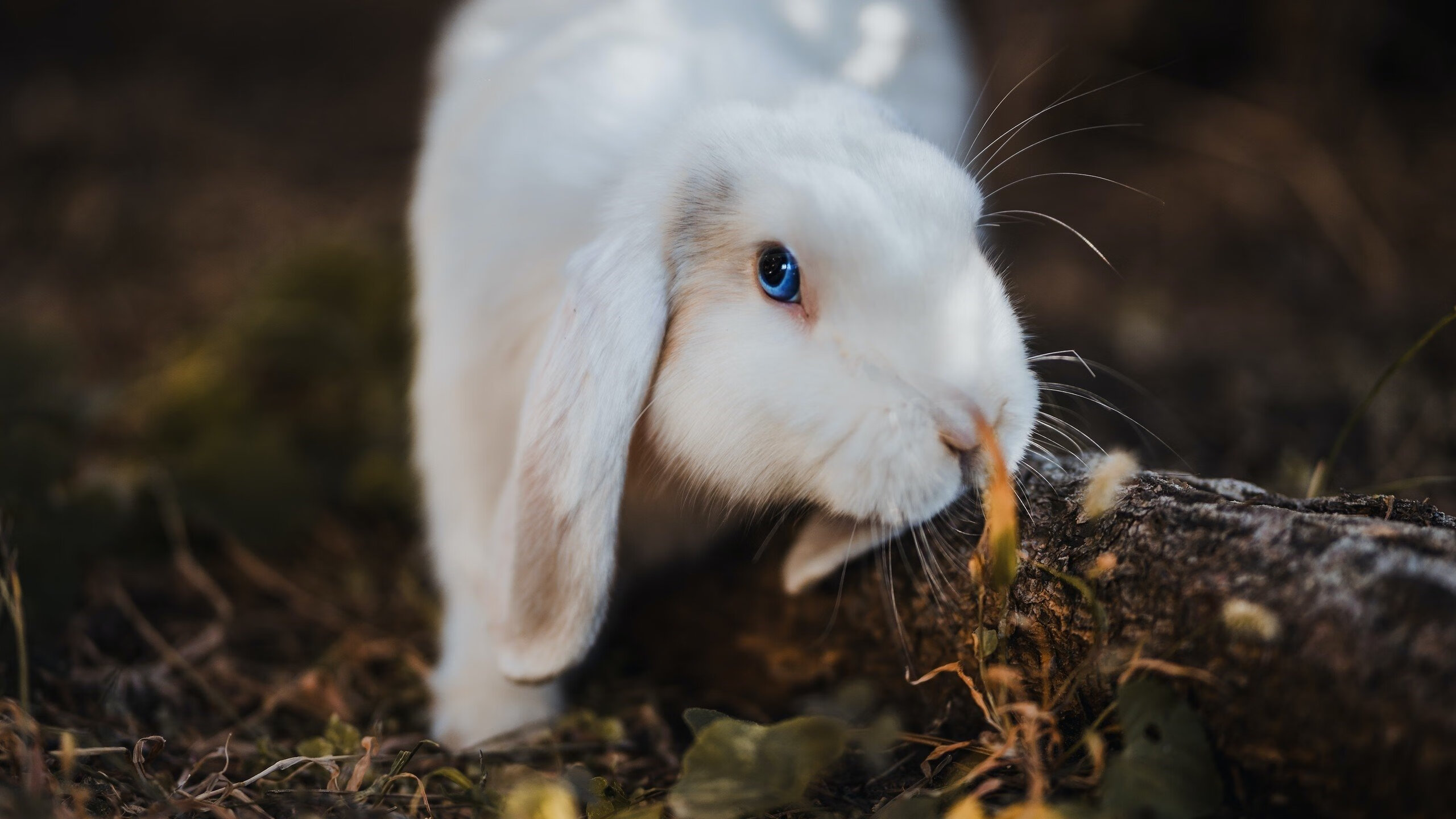 爱游戏在线-时空折叠处的矢镞，魔术与老鹰那场跨越十五年的唯一对决