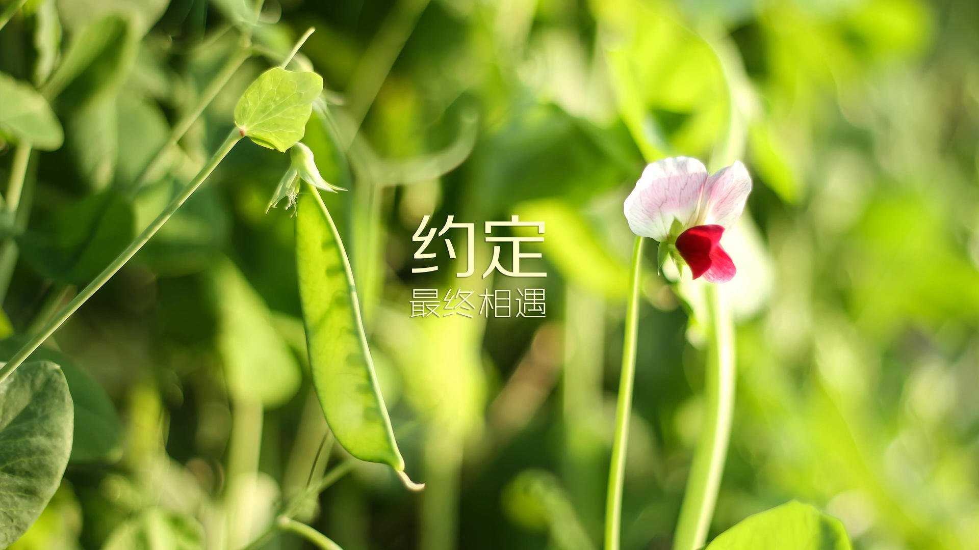 爱游戏大厅-沙漠与山峦的角力，当内马尔的光芒刺破德黑兰之夜—2026世界杯H组那场改写命运的逆转